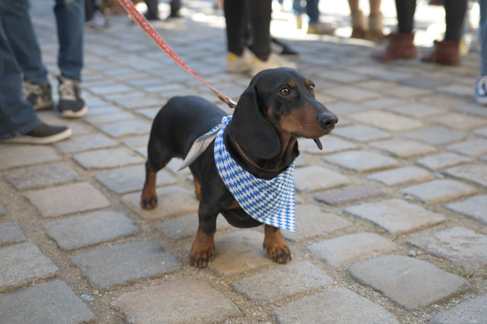 Nikon D7500 sample photo. Dachshund, dog, pet photography