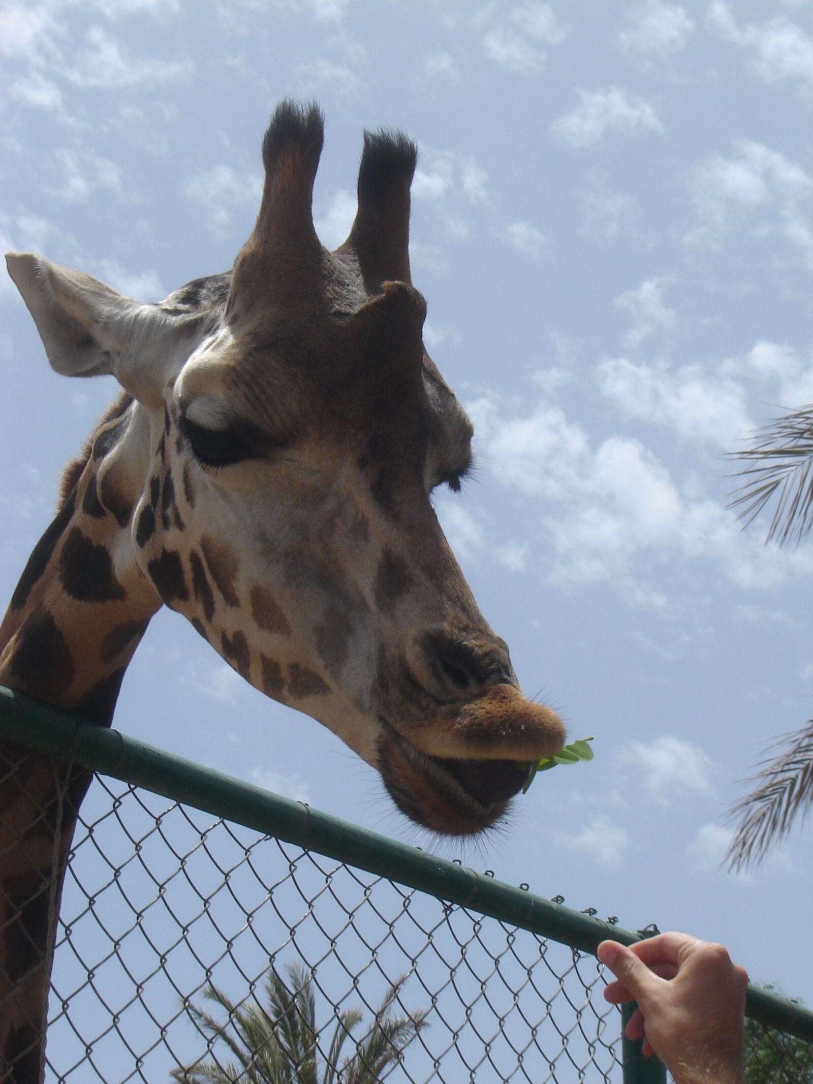 Sony DSC-S90 sample photo. Animals, giraffe, zoo photography