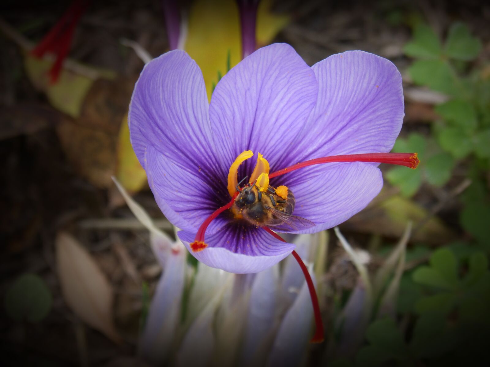 Panasonic DMC-FZ62 sample photo. Saffron, crocus flower, bee photography