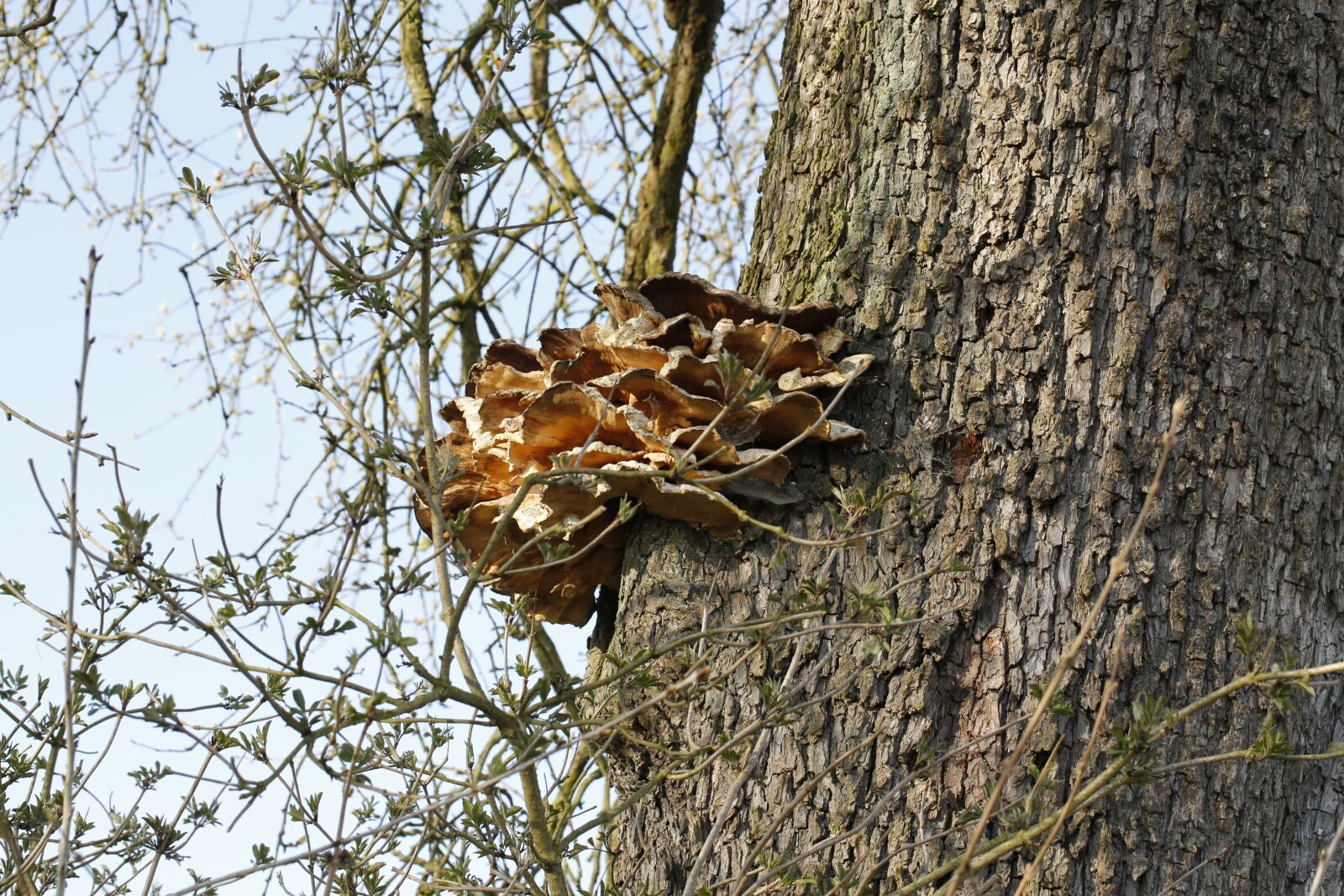 Canon EF 100mm F2.8L Macro IS USM sample photo. Tree, tribe, sponge photography