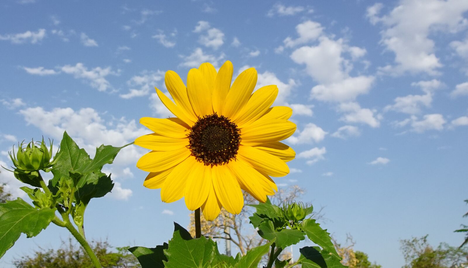 Sony DSC-WX800 sample photo. Flower, sunflower, ornamental photography