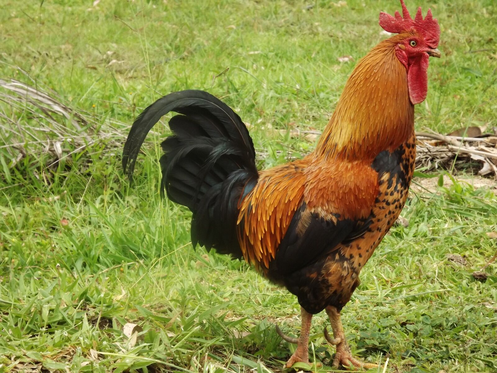 Fujifilm FinePix S3300 sample photo. "Cock, chicken, bird" photography