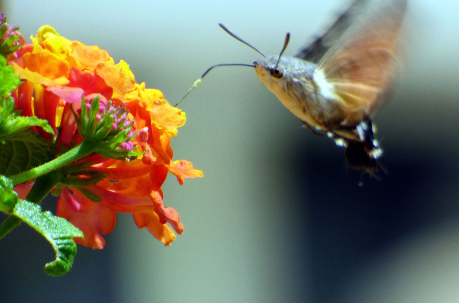 Panasonic DMC-FZ72 sample photo. Sphinx, flower, butterfly photography