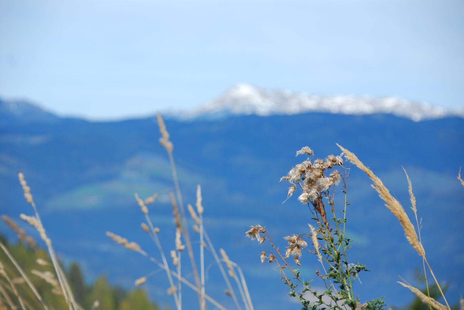 Nikon D80 sample photo. Landscape, grasses, mountains photography
