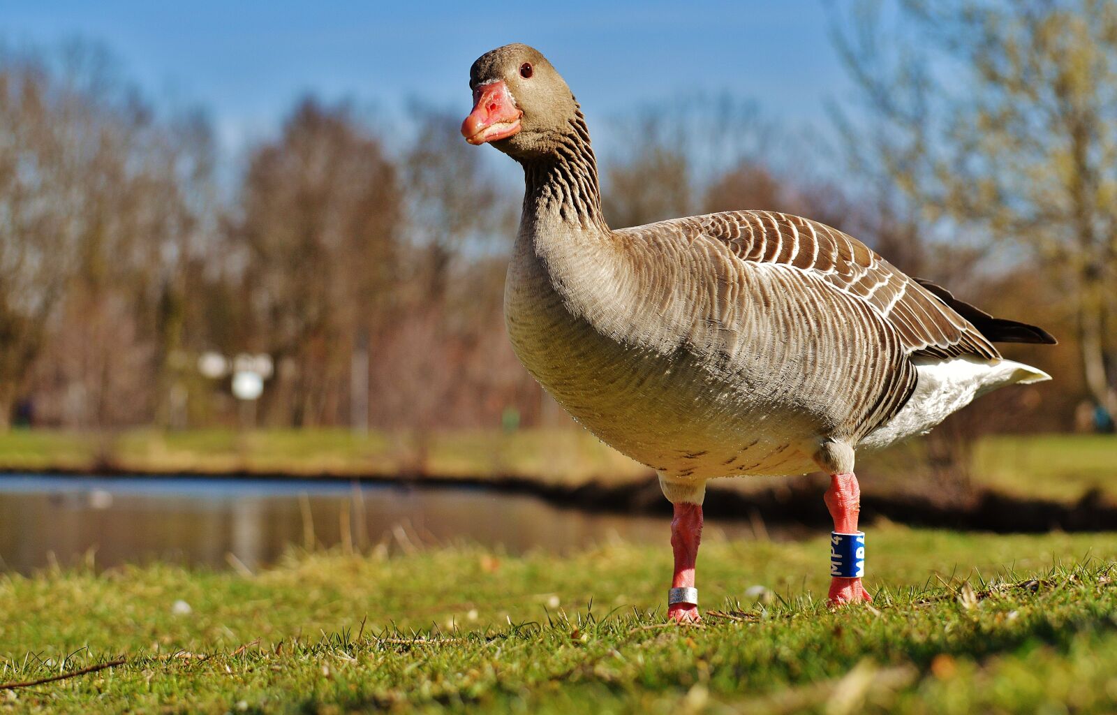 Nikon D3200 sample photo. Goose, bird, feather photography