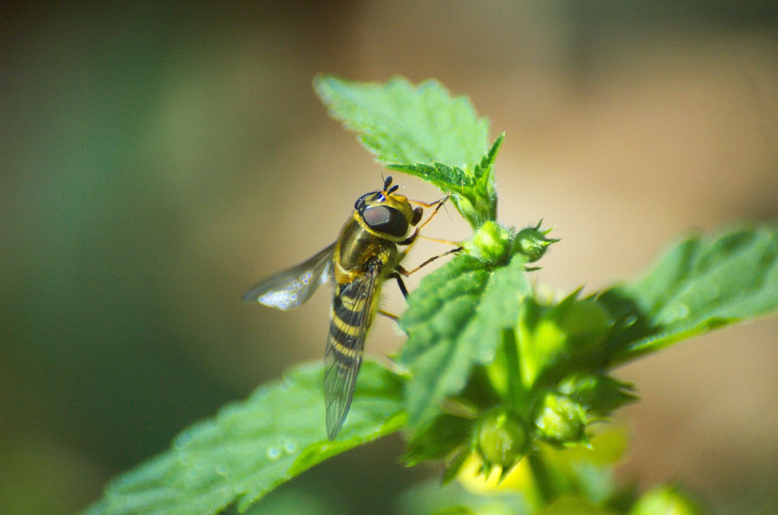 Nikon D70 sample photo. Hoverfly, insect, brennessel photography