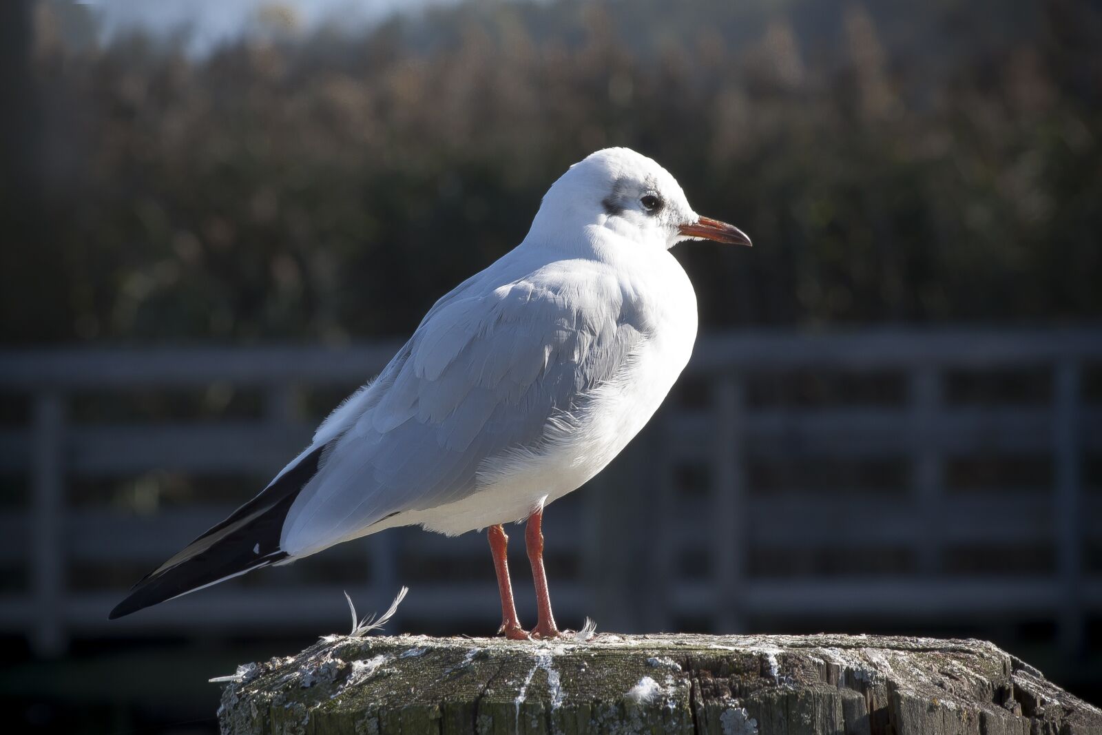 Canon EOS 50D sample photo. Seagull, investors, mole photography