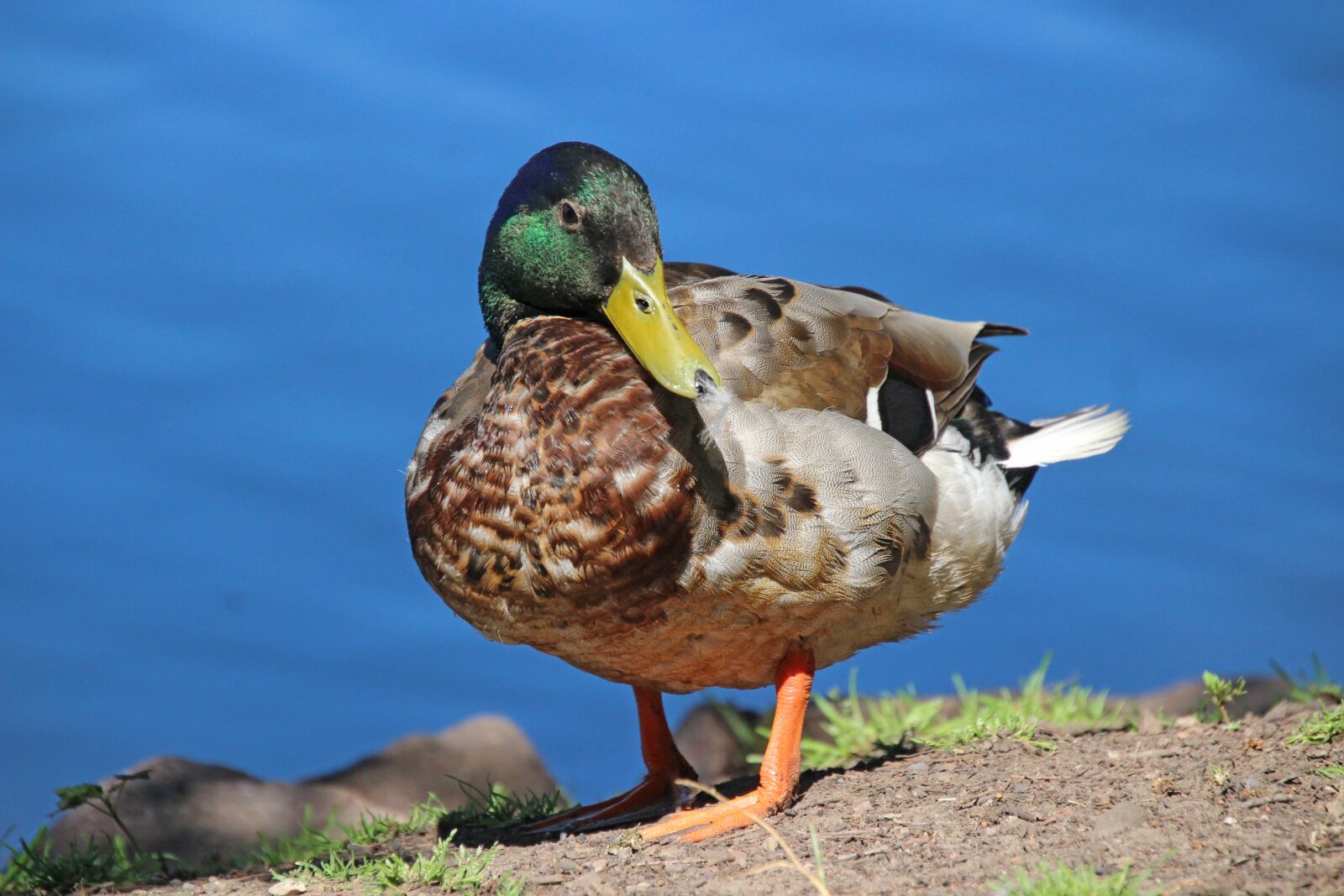 Canon EOS 700D (EOS Rebel T5i / EOS Kiss X7i) sample photo. Duck, mallard, animal photography
