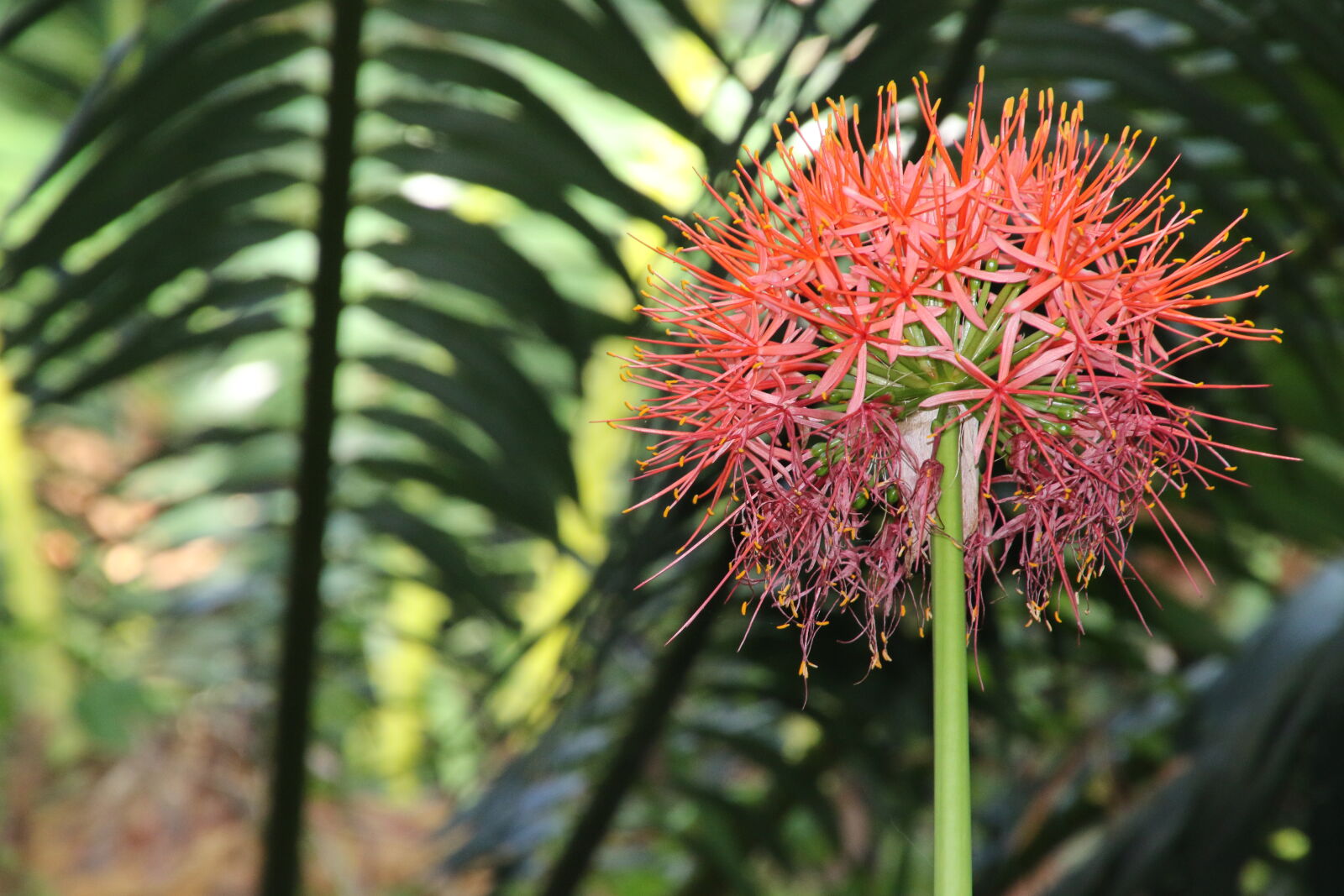 Canon EOS 7D Mark II sample photo. Flower, garden, leaves, red photography