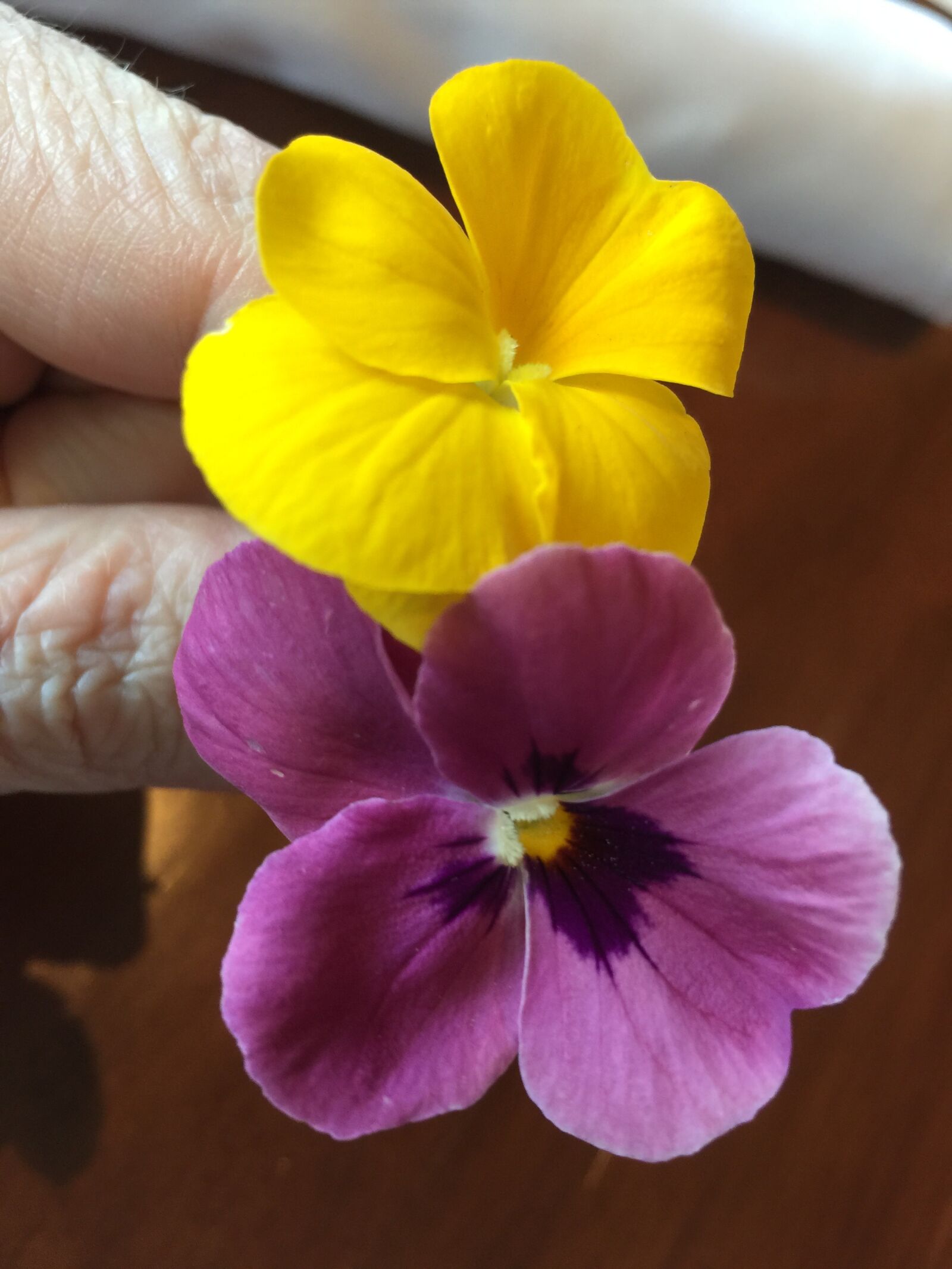 Apple iPhone 6 Plus sample photo. Small flowers, yellow, purple photography