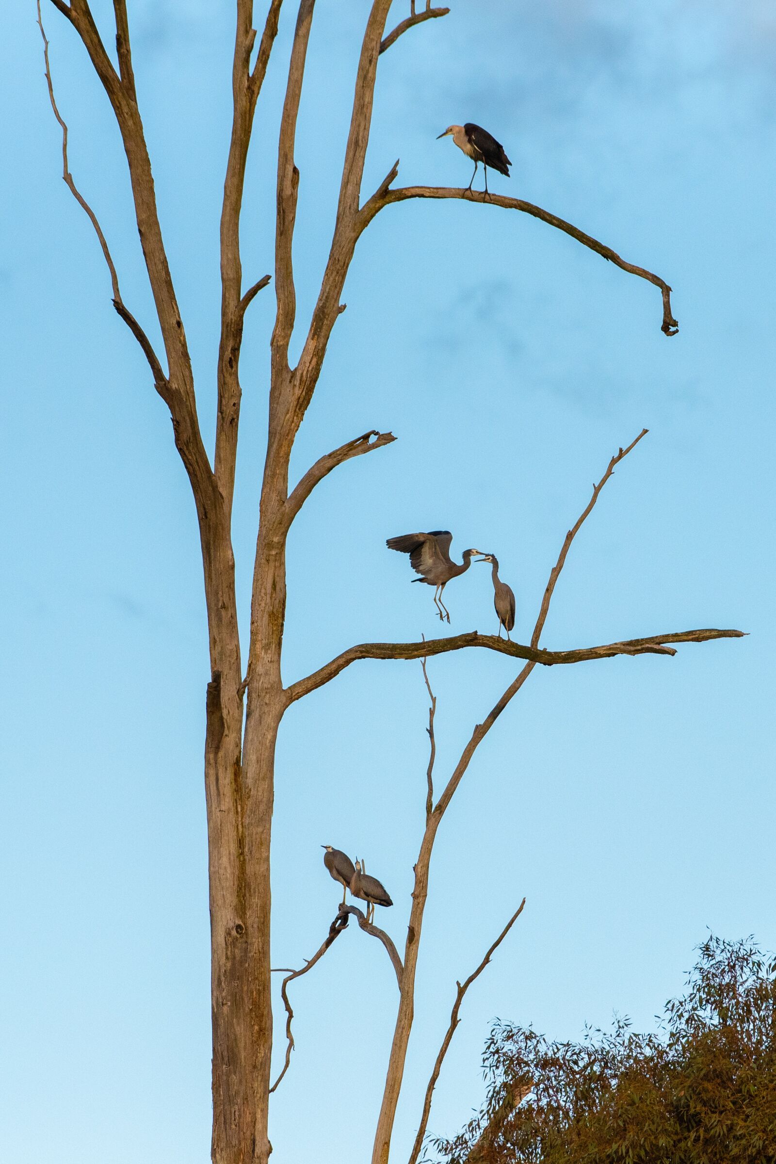 Nikon D750 sample photo. Heron, white faced heron photography