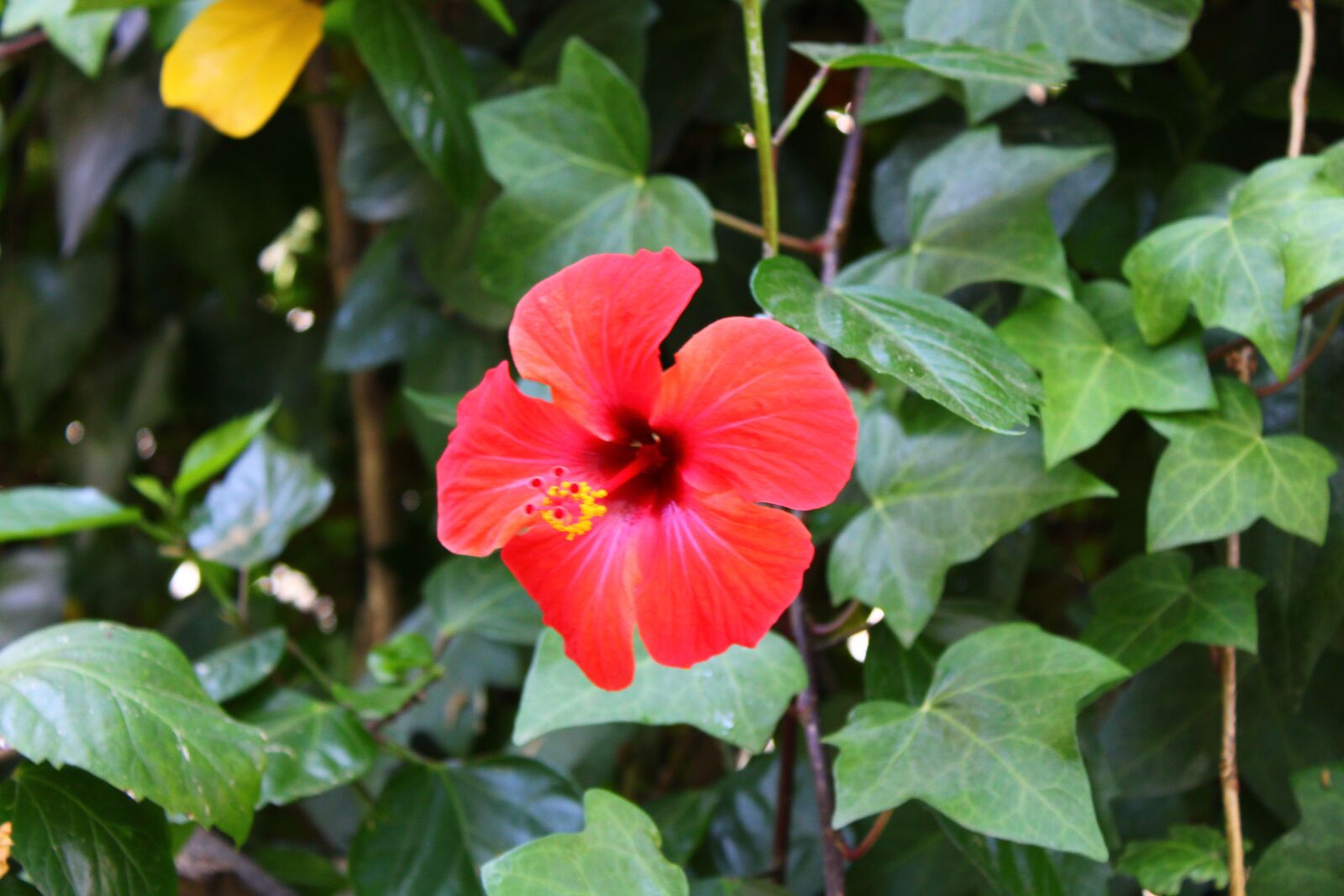 Canon EOS 2000D (EOS Rebel T7 / EOS Kiss X90 / EOS 1500D) sample photo. Red flower, flower, red photography