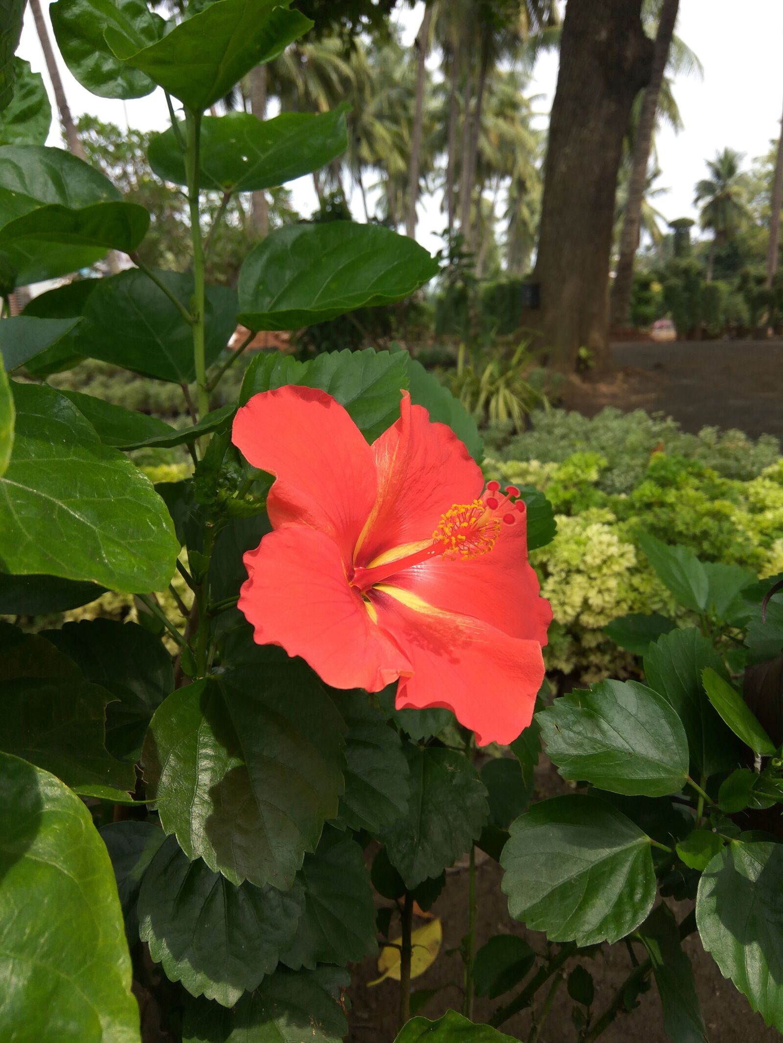 Xiaomi Redmi Note3 sample photo. Flower, flora, nature photography