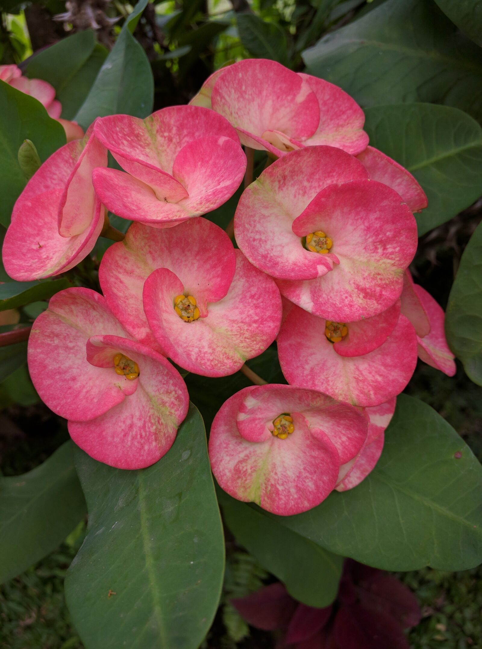 Motorola Nexus 6 sample photo. Flower, plant, pink photography