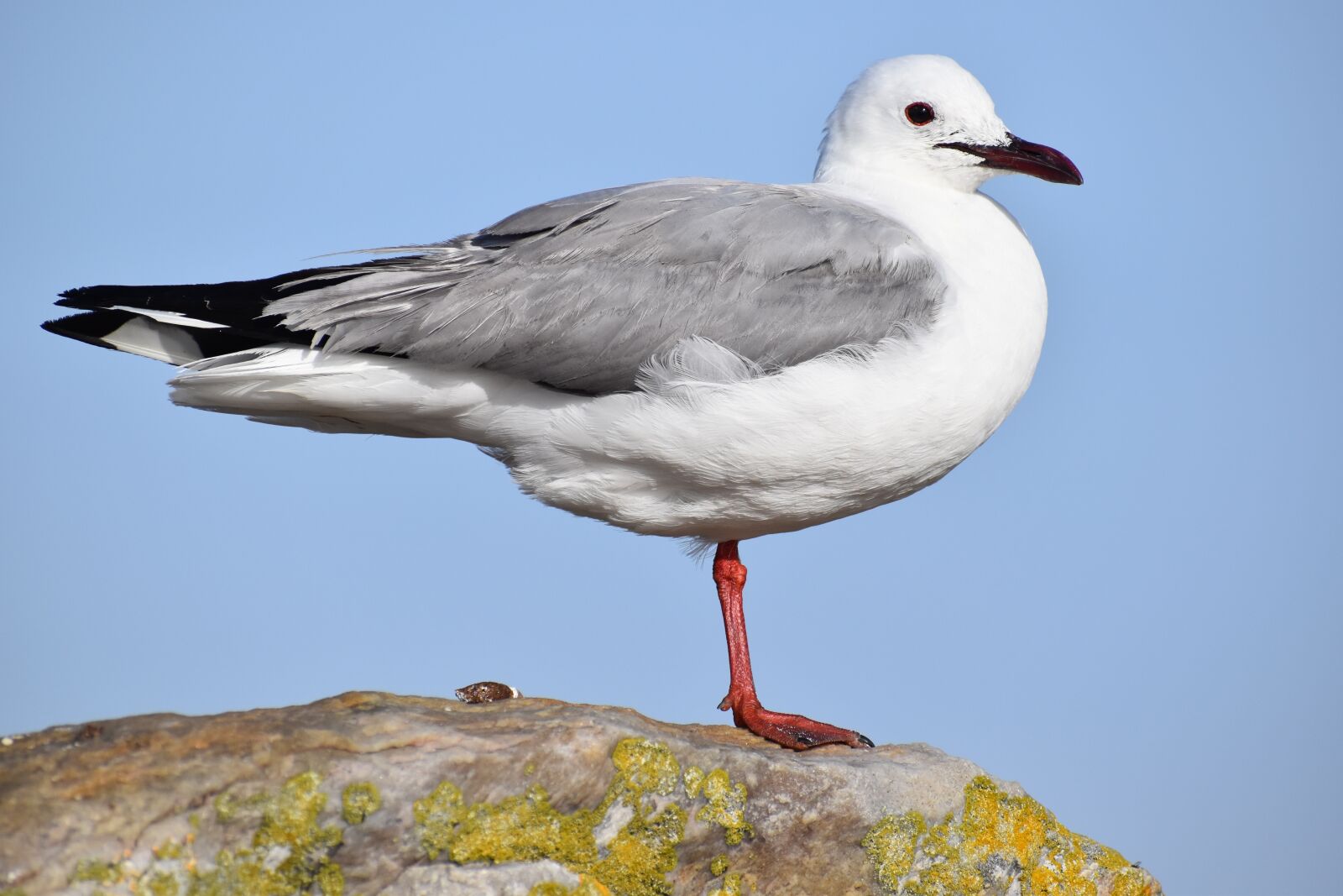Nikon D5500 sample photo. Bird, seagulls, wildlife photography