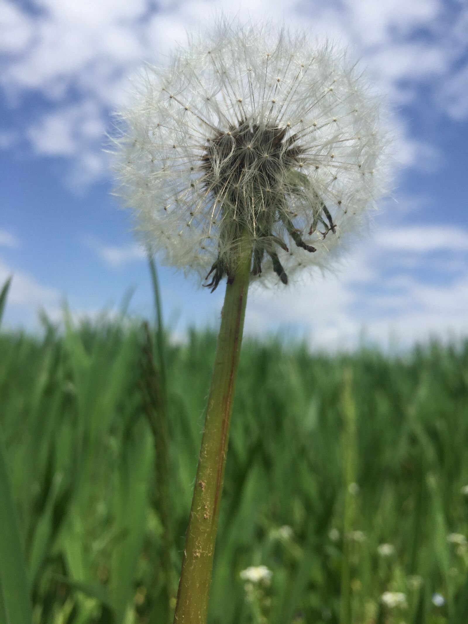 Apple iPhone 6 sample photo. Dandelion, field, out photography