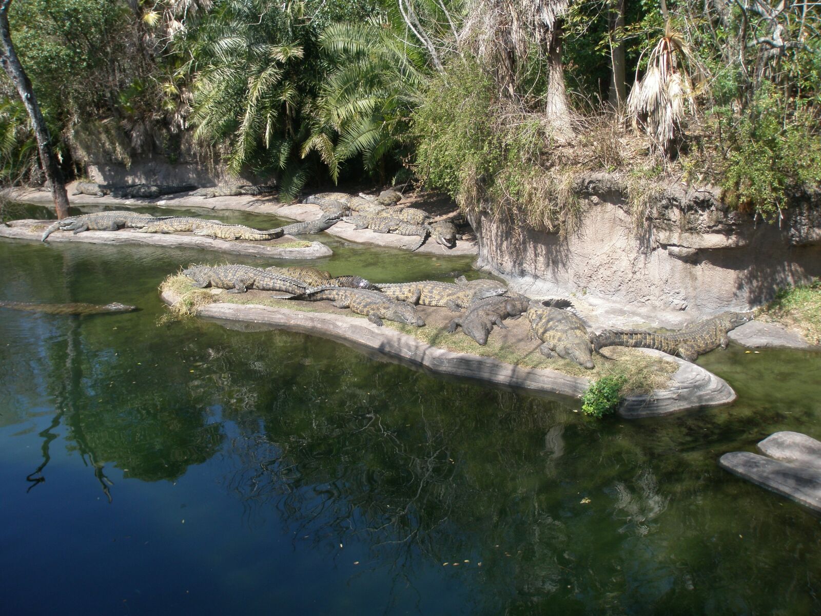 Olympus FE300,X830 sample photo. Alligators, florida, reptile photography