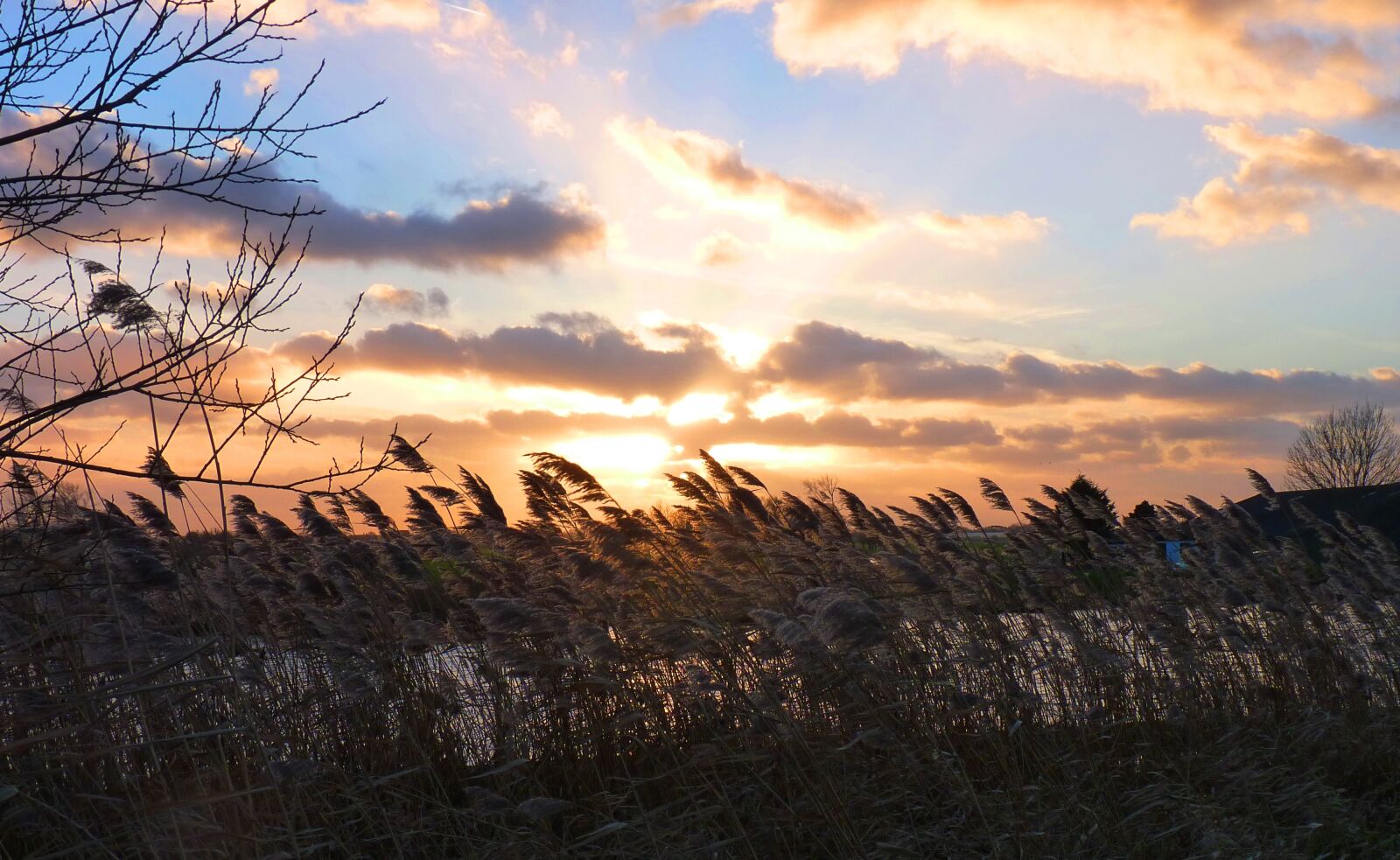 Panasonic Lumix DMC-FZ35 (Lumix DMC-FZ38) sample photo. Reed, polder, water photography