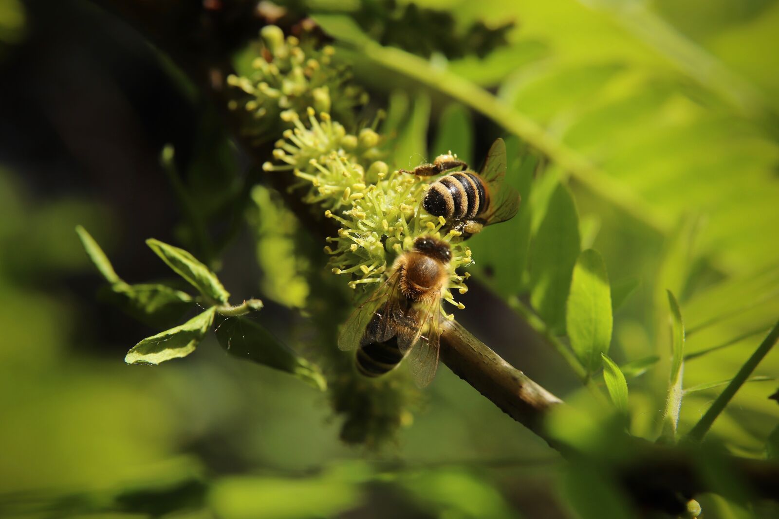 Canon EOS 800D (EOS Rebel T7i / EOS Kiss X9i) sample photo. Insect, bees, honey bees photography