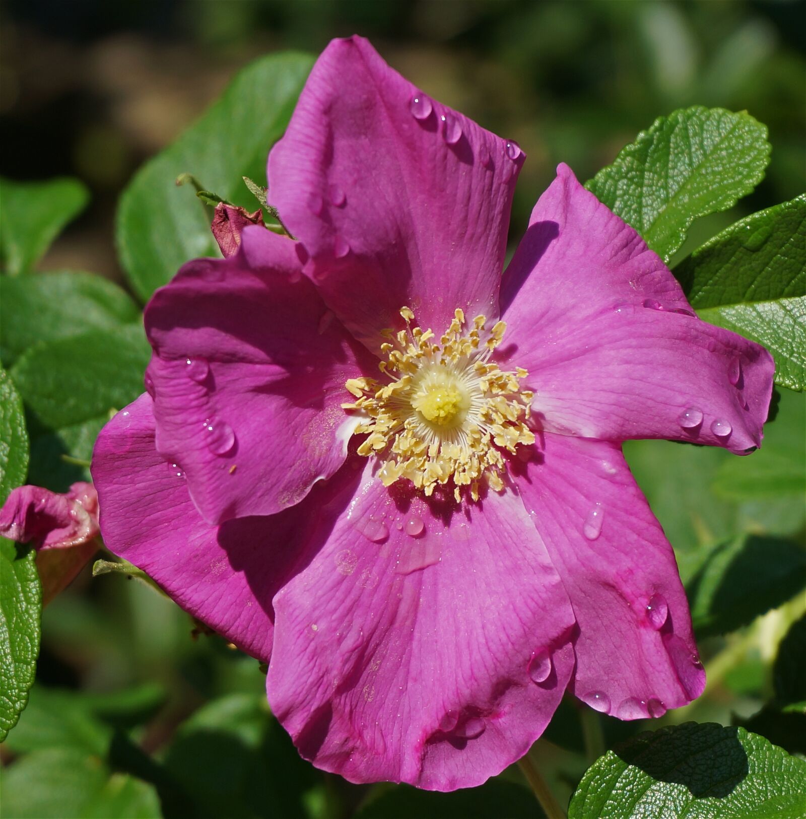 Sony Alpha NEX-5T sample photo. Rose, rugosa rose, rain-wet photography