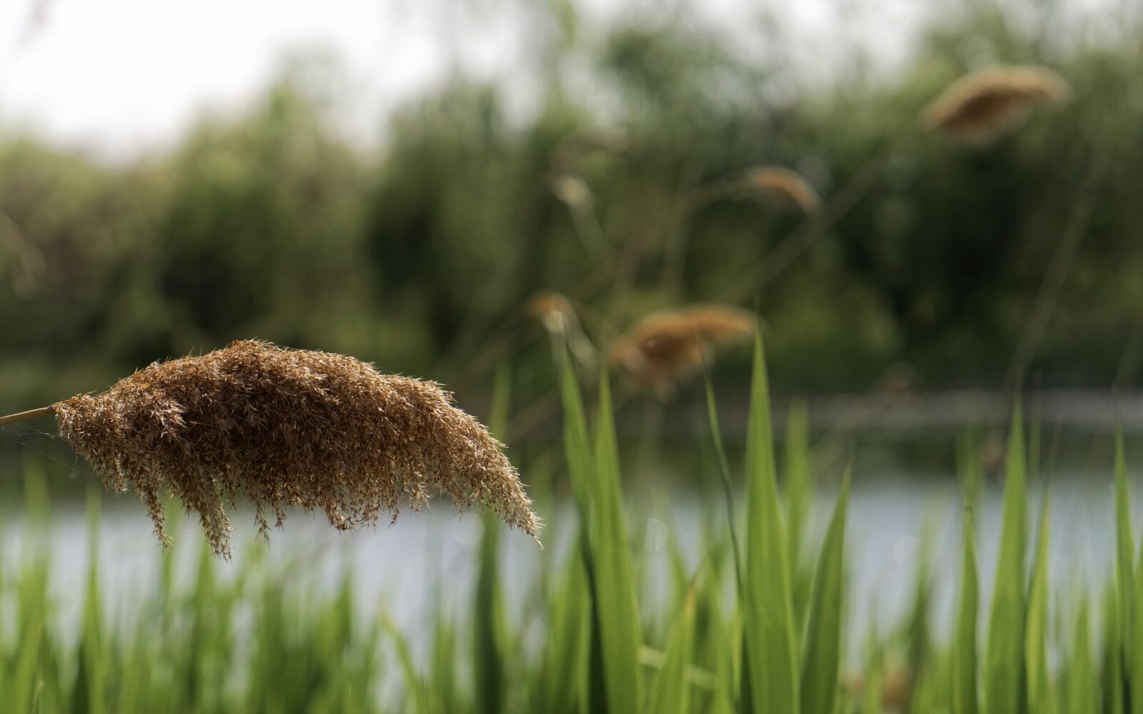 Nikon D5300 sample photo. Landscape, plants, aquatic photography