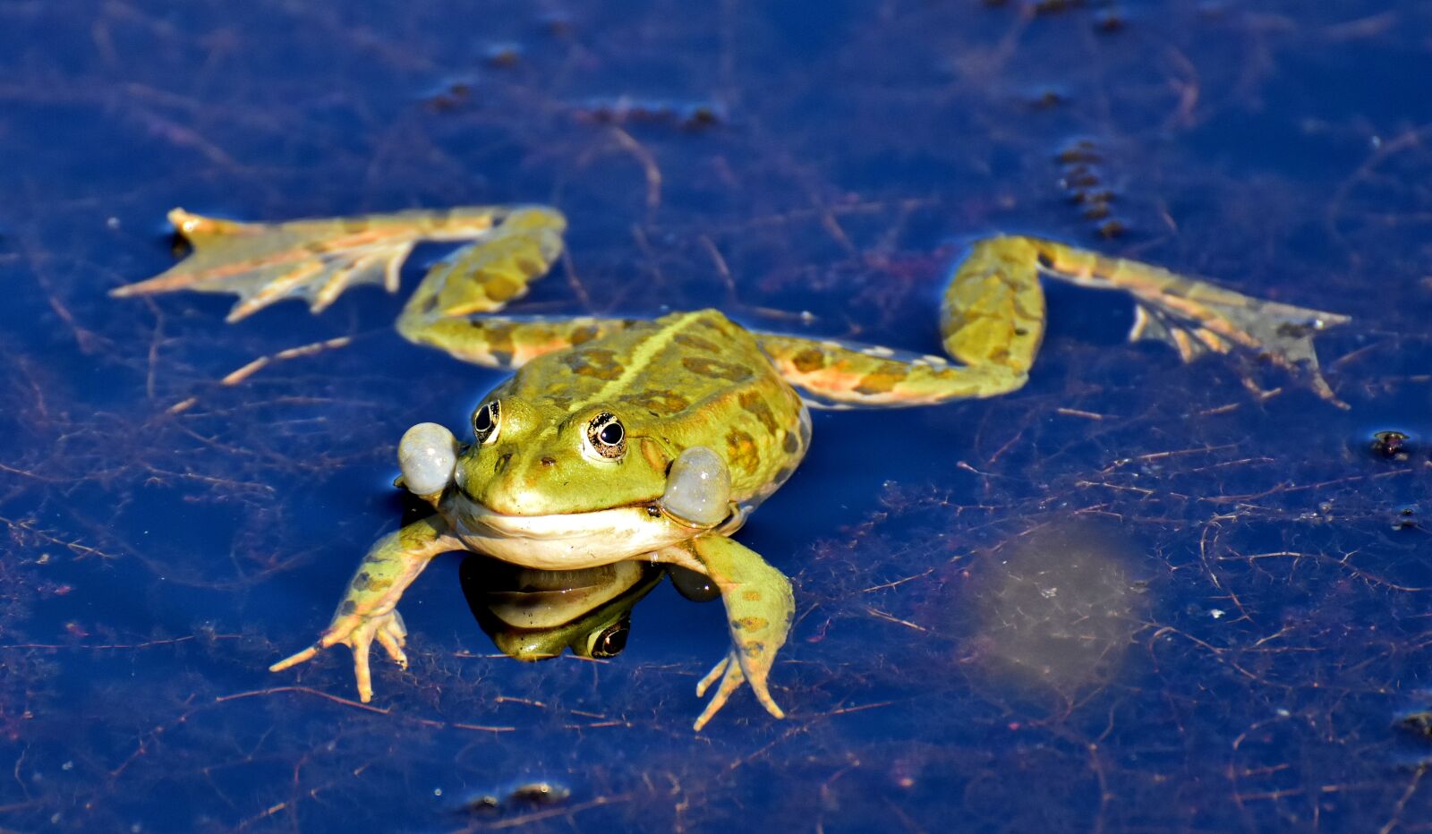 Nikon D7200 sample photo. Frog, pond, animal photography