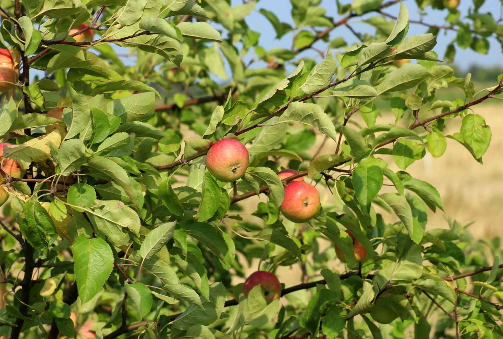 Canon EOS 1200D (EOS Rebel T5 / EOS Kiss X70 / EOS Hi) sample photo. Apples, fruit, wild apple photography