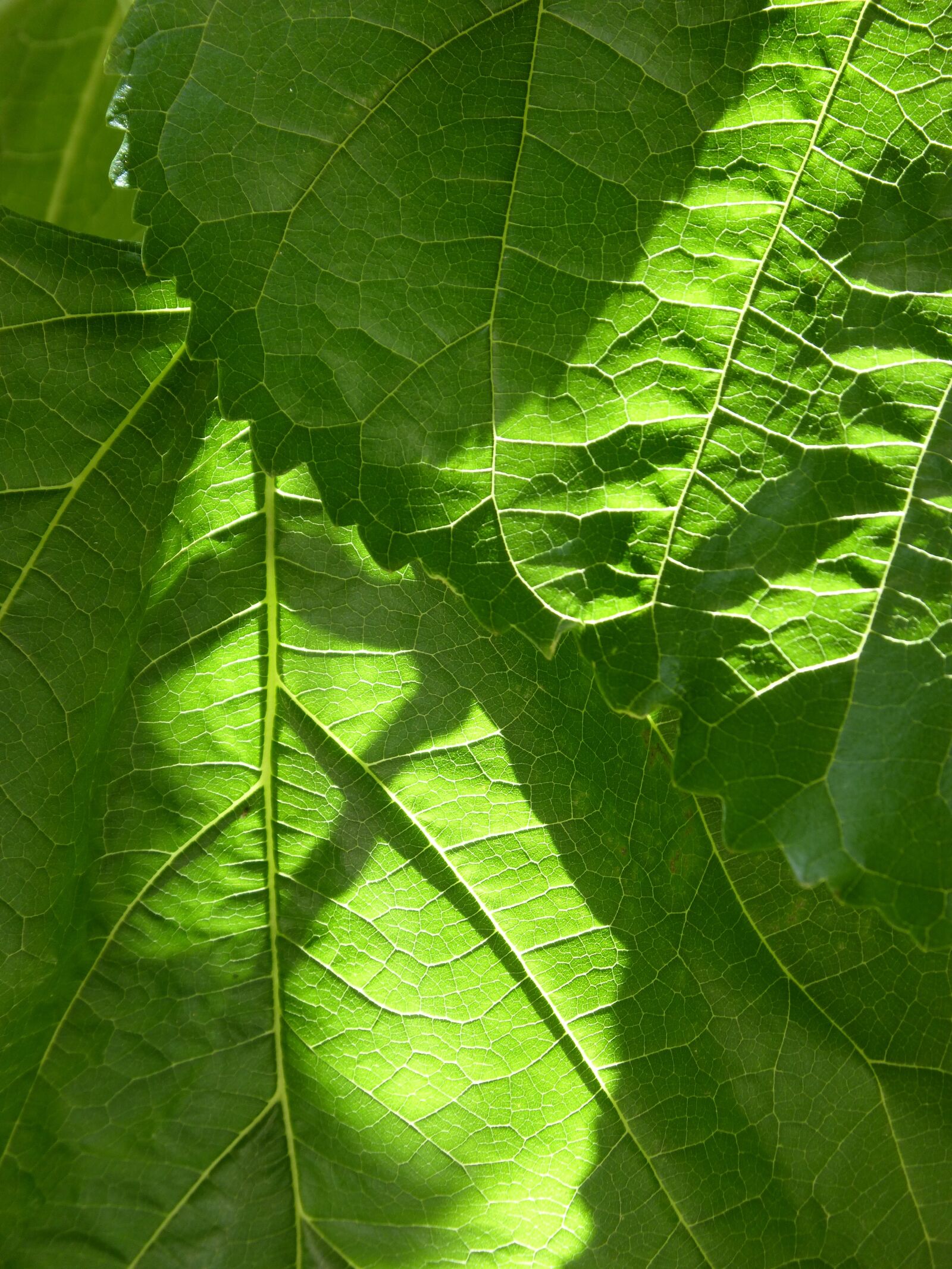 Panasonic DMC-FZ62 sample photo. Leaves, background, texture photography