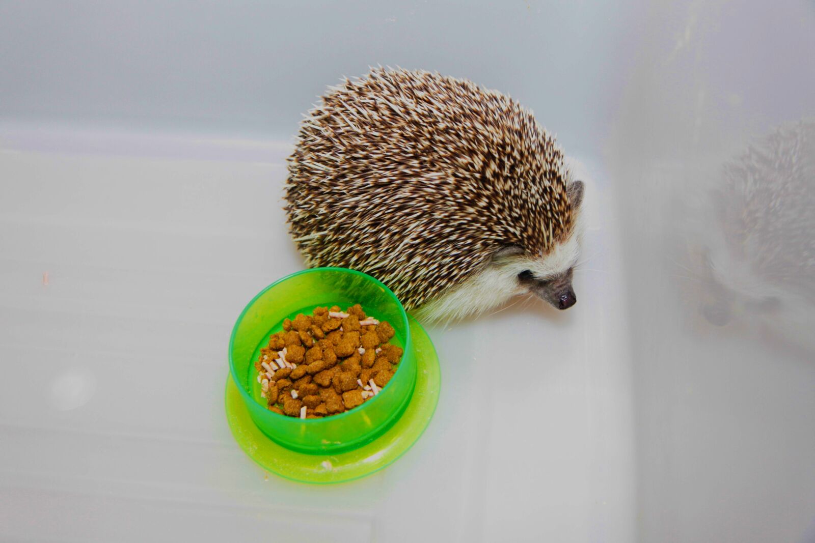 Canon EOS 500D (EOS Rebel T1i / EOS Kiss X3) sample photo. Hedgehog, cute small animal photography