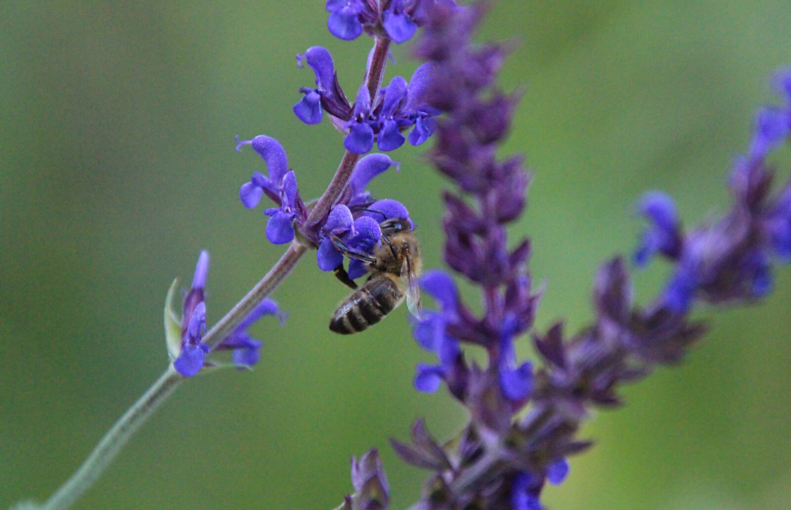 Canon EOS 700D (EOS Rebel T5i / EOS Kiss X7i) sample photo. Sage, plant, nature photography