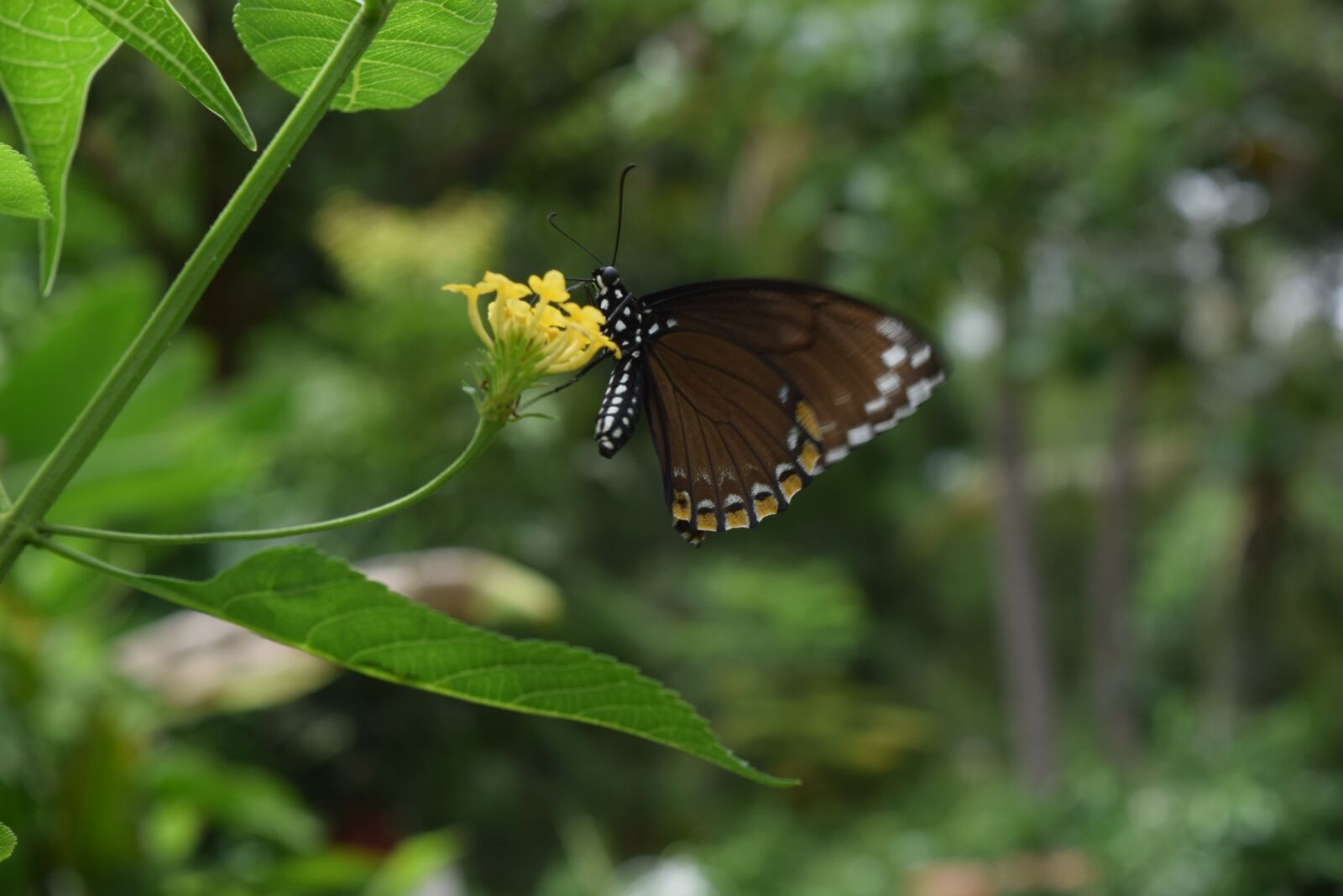 Nikon D5300 sample photo. Butterfly, flower, nature photography