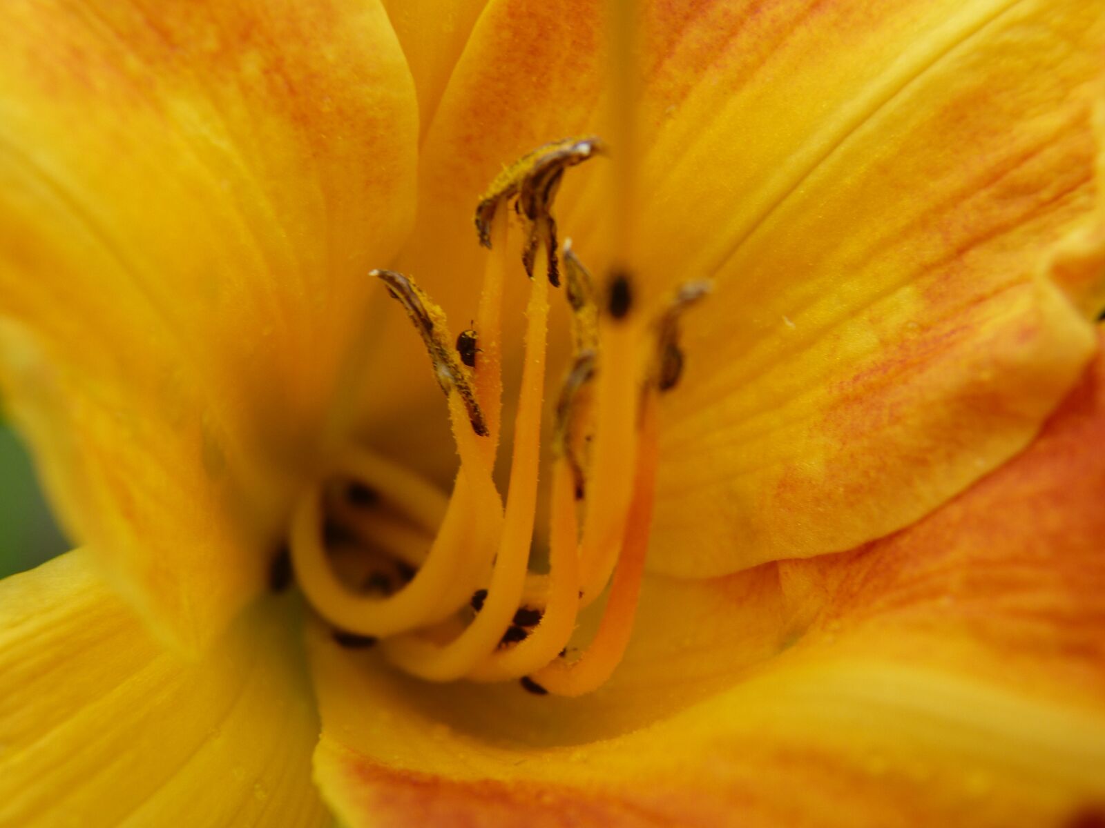 Panasonic Lumix DMC-FZ150 sample photo. Flower, nature, beautiful flower photography