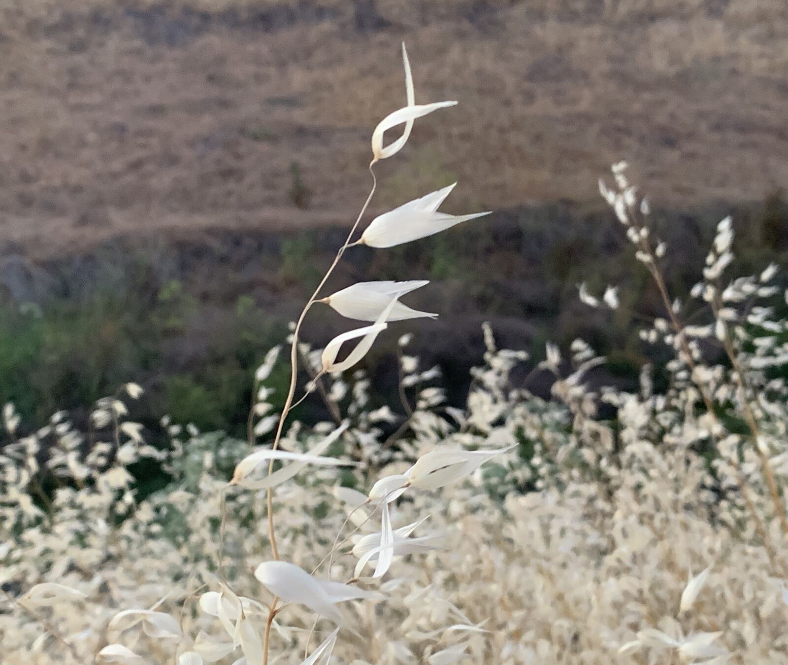 iPhone XS back dual camera 4.25mm f/1.8 sample photo. Oats, grass, wild photography
