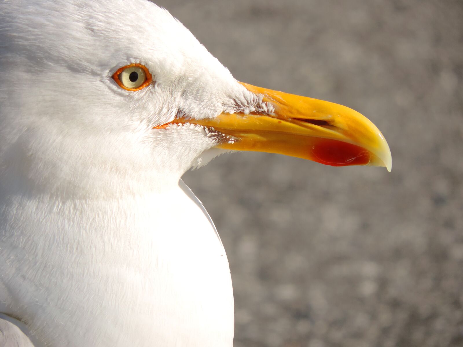 Nikon Coolpix P520 sample photo. Seagull, seevogel, herring gull photography
