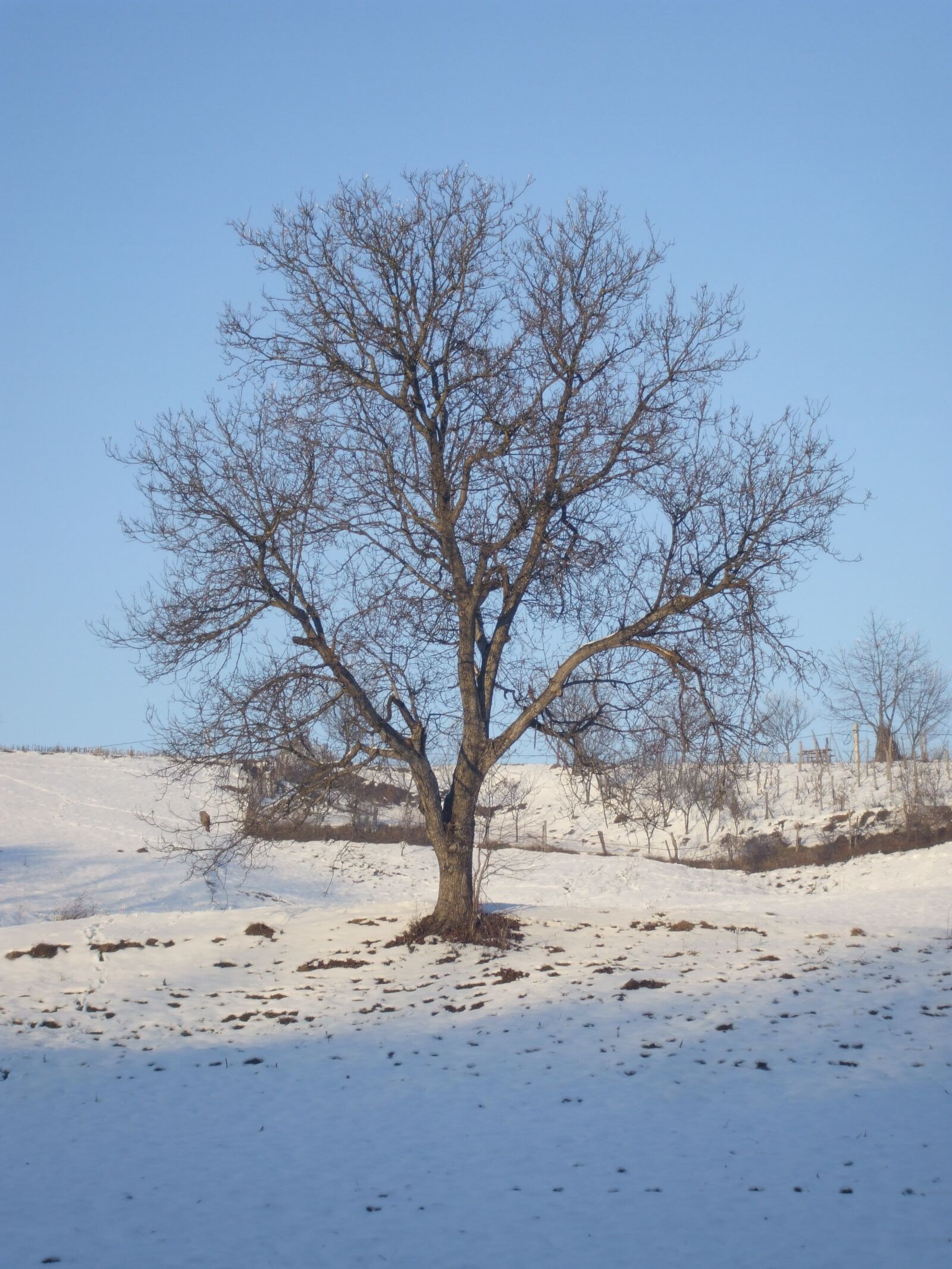 Fujifilm FinePix A800 sample photo. Tree, winter, snow photography