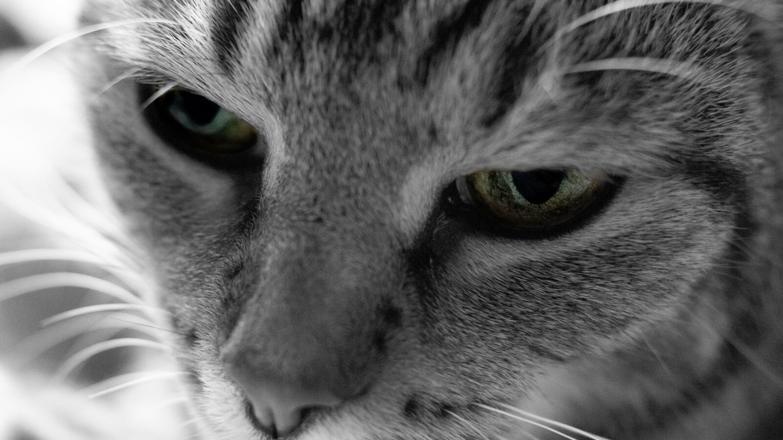 Sony DT 35mm F1.8 SAM sample photo. Cat, eye, black white photography
