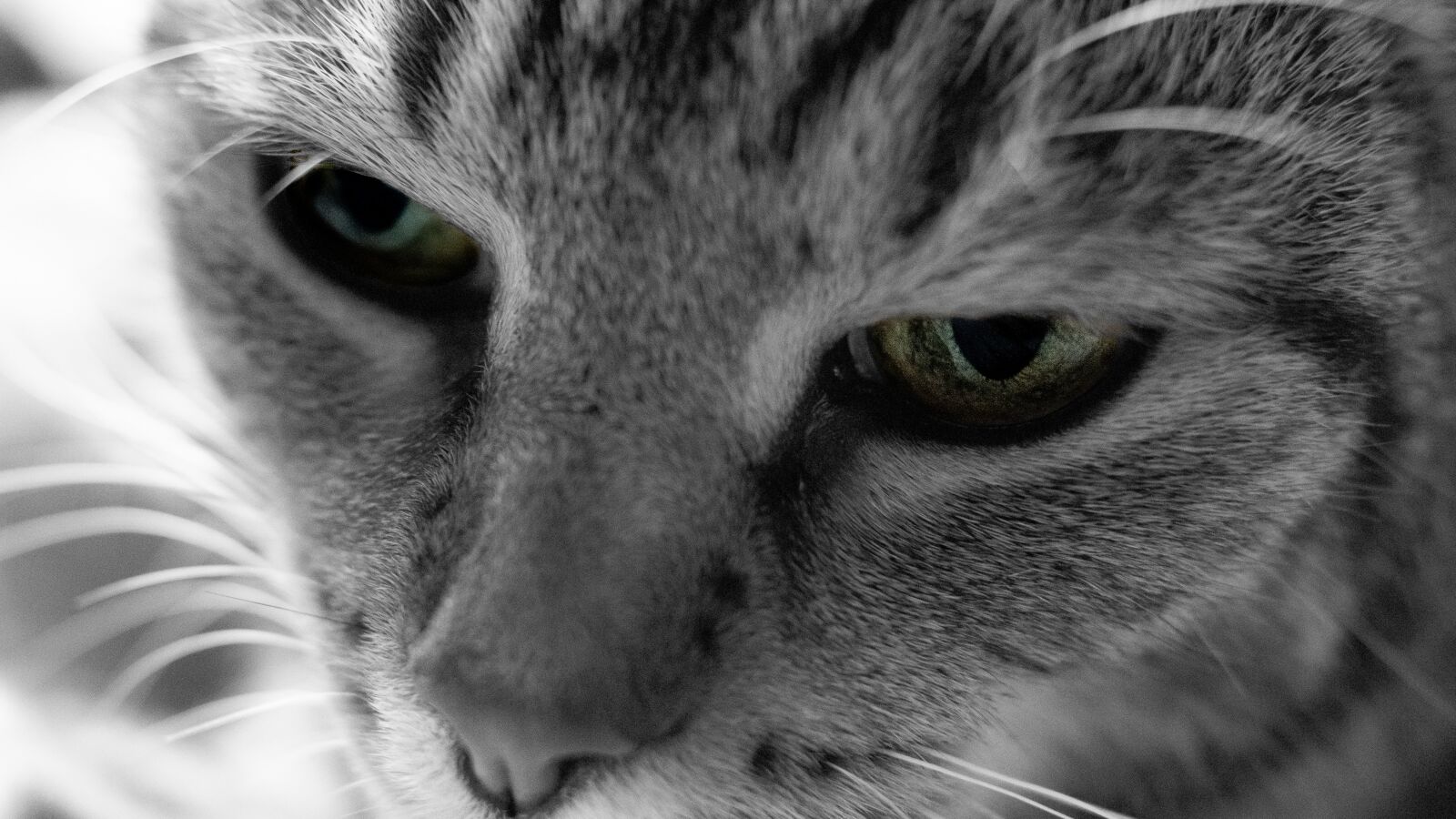 Sony ILCA-77M2 + Sony DT 35mm F1.8 SAM sample photo. Cat, eye, black white photography