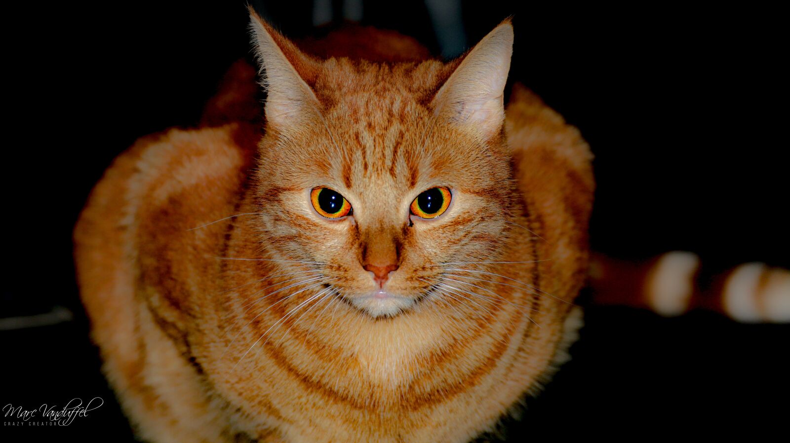 Canon EOS 6D Mark II sample photo. Cat, roux, feline photography