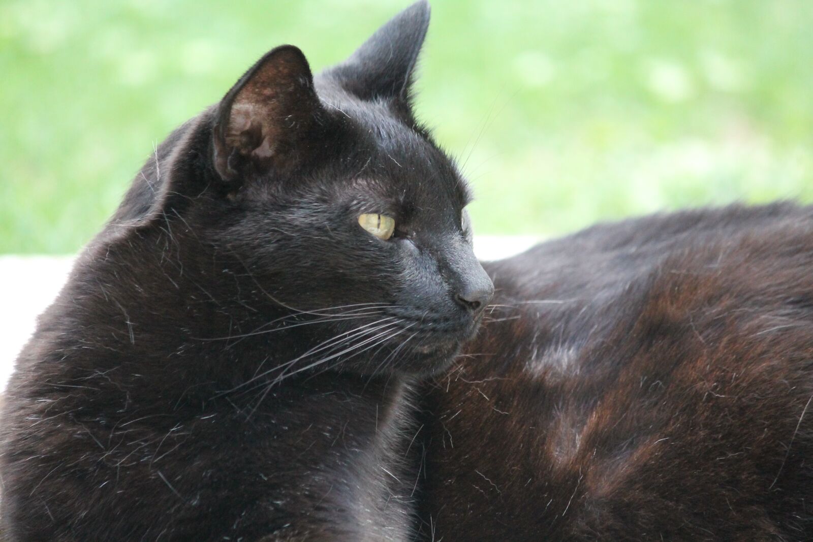 Canon EOS 1100D (EOS Rebel T3 / EOS Kiss X50) sample photo. Cat, black- brown, pet photography
