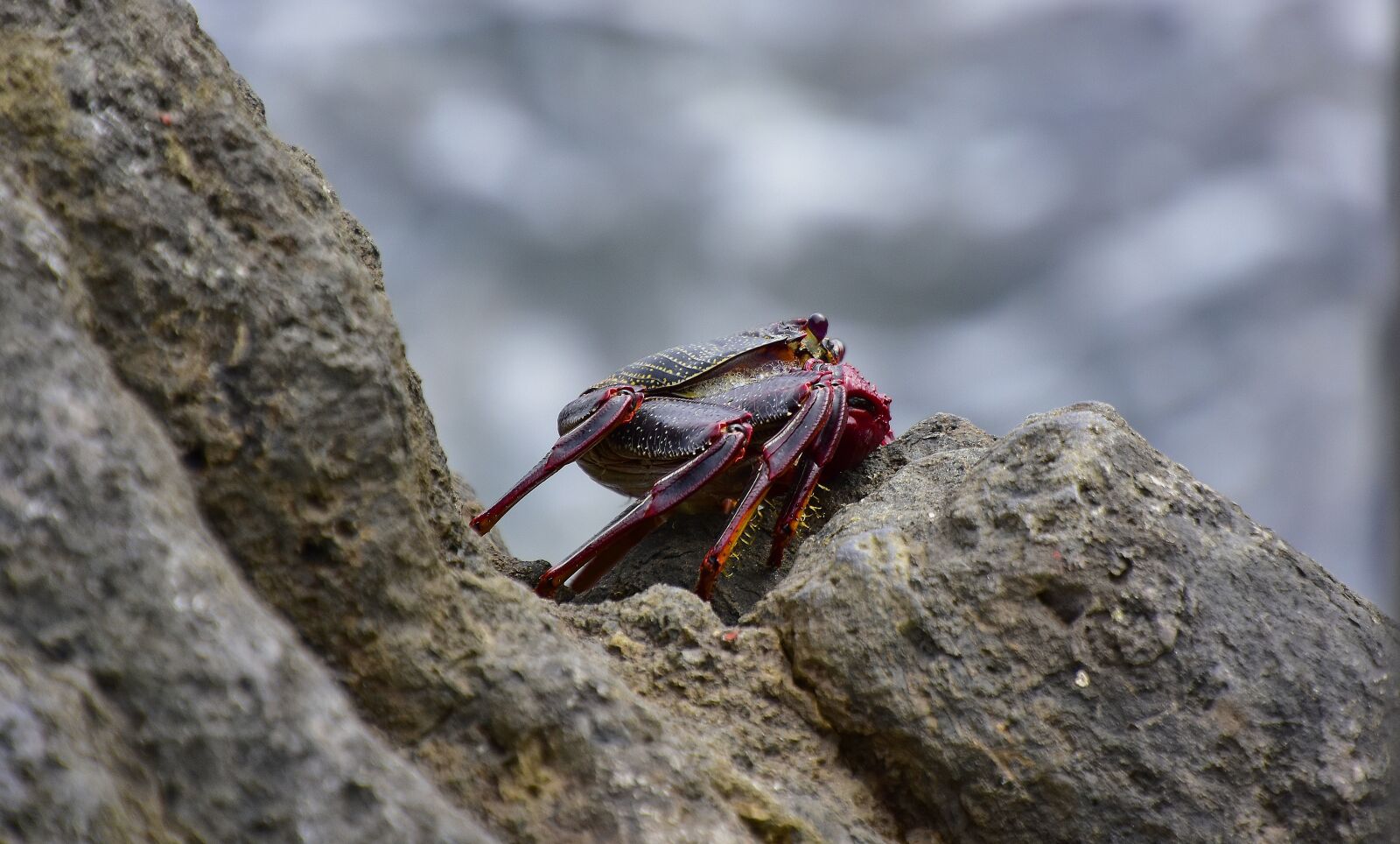 Nikon D7200 sample photo. Sea, crab, rocks photography