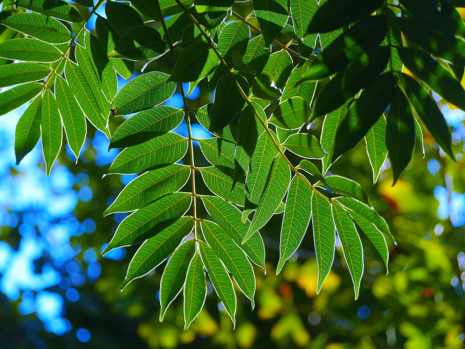 Panasonic Lumix DMC-GX1 sample photo. Leaf, branch, vein photography