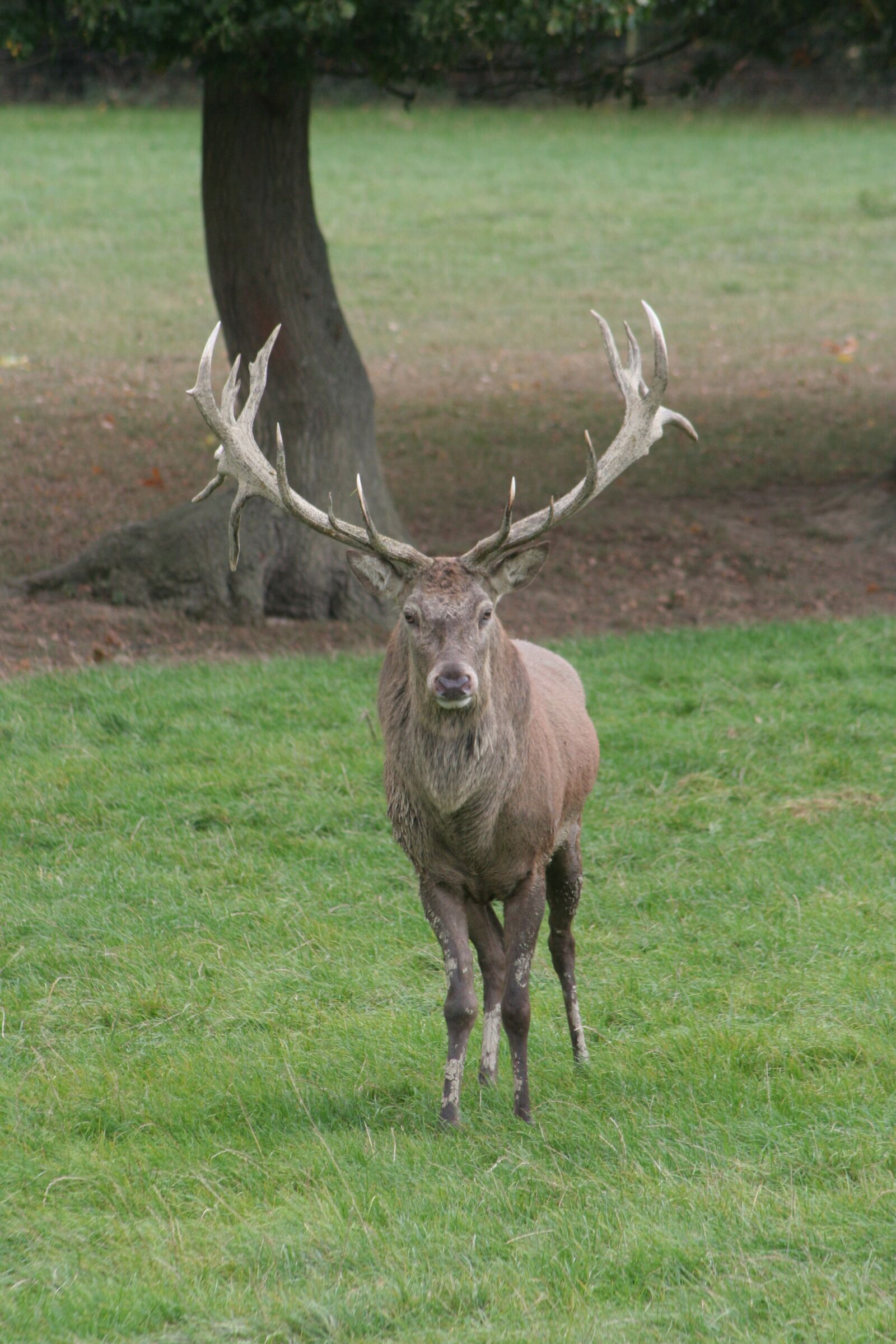 Canon EOS 350D (EOS Digital Rebel XT / EOS Kiss Digital N) sample photo. Stag, antlers, deer photography