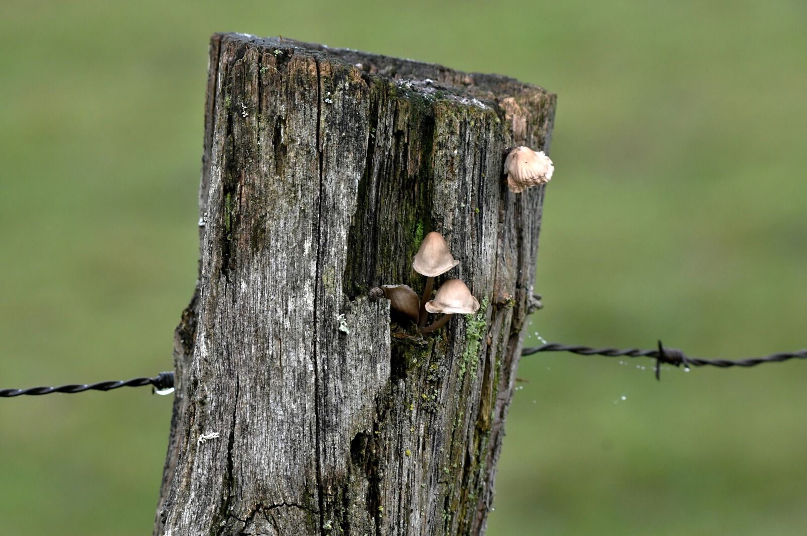 Nikon D500 sample photo. Mushrooms, the end of photography