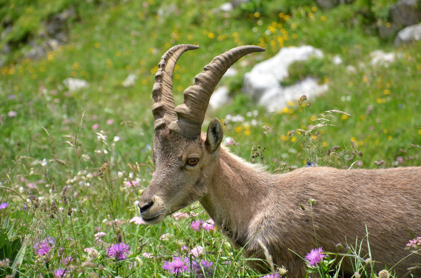 Nikon D5100 sample photo. Ibex, mammal, mammals photography