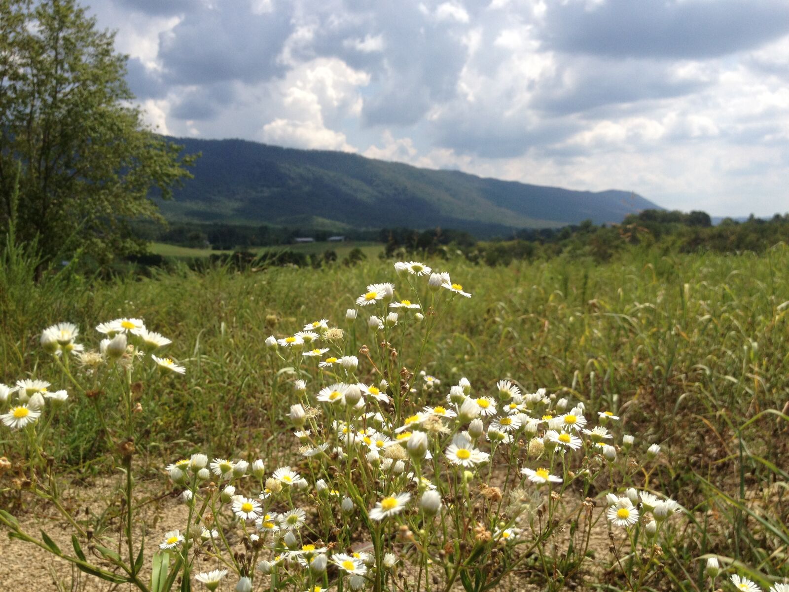 Apple iPhone 4S sample photo. Fields, daisies, tennessee photography