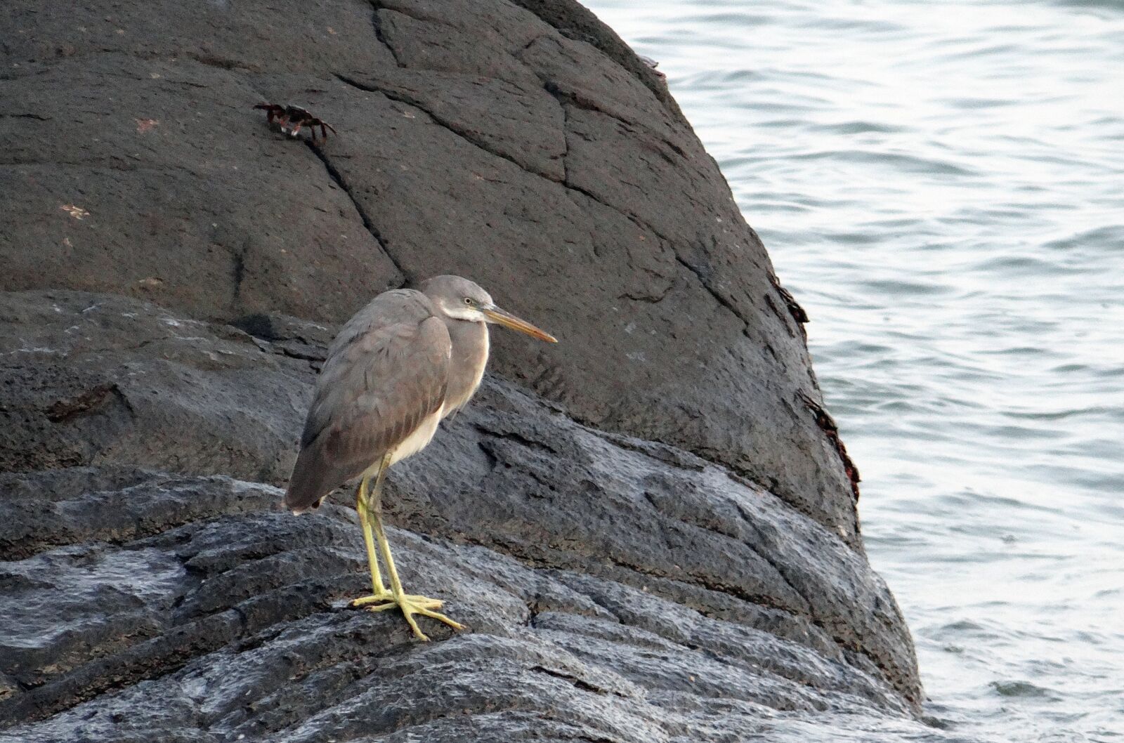 Sony DSC-HX200V sample photo. Western reef egret, bird photography