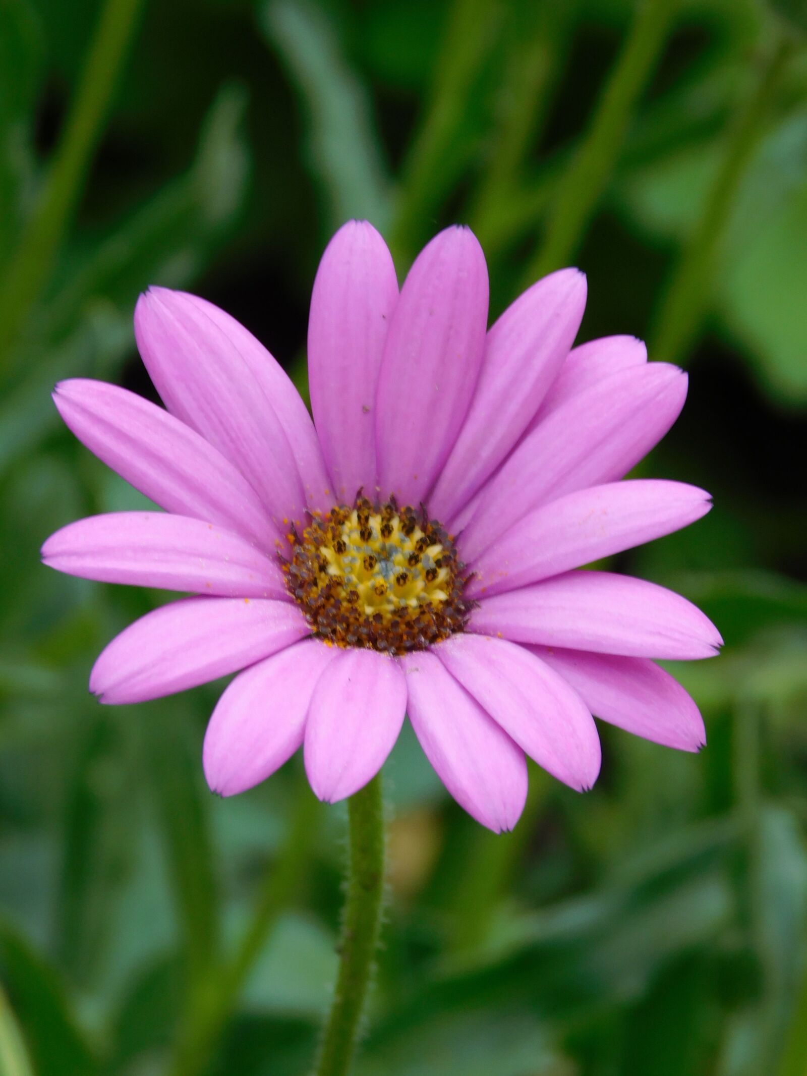 Nikon Coolpix L840 sample photo. Purple, flower, plant photography