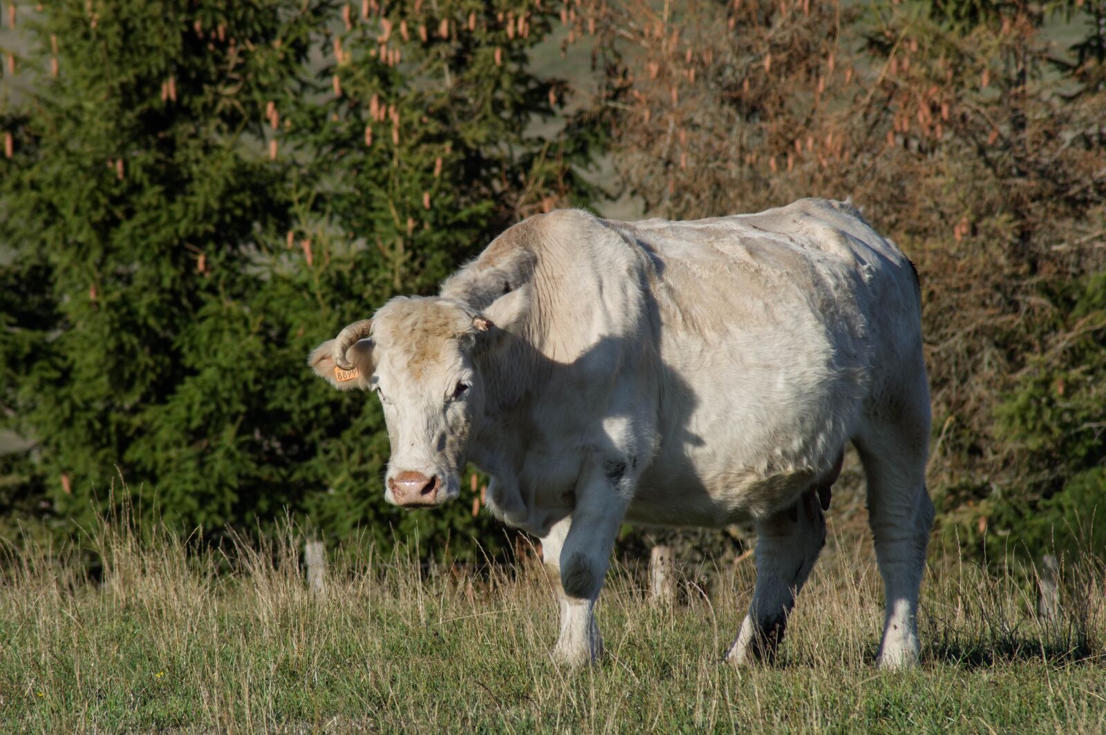 Pentax KP sample photo. Cow, pasture, livestock photography