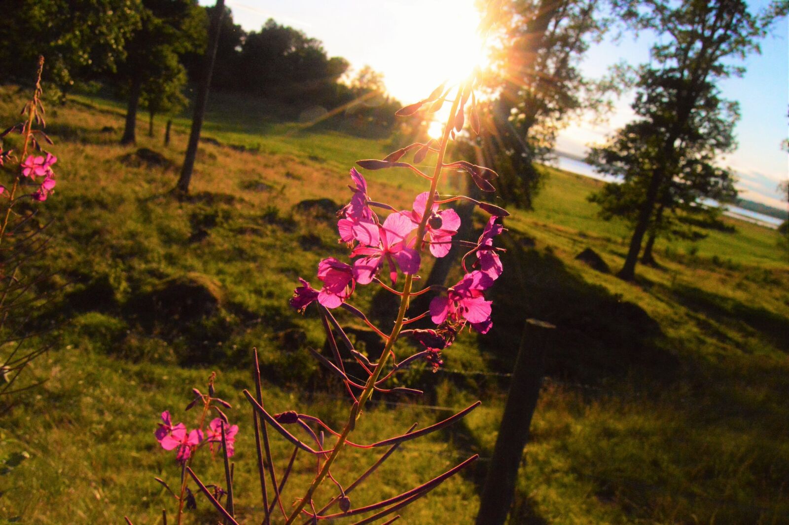 Nikon D3200 sample photo. Field, flower, landscape, nature photography