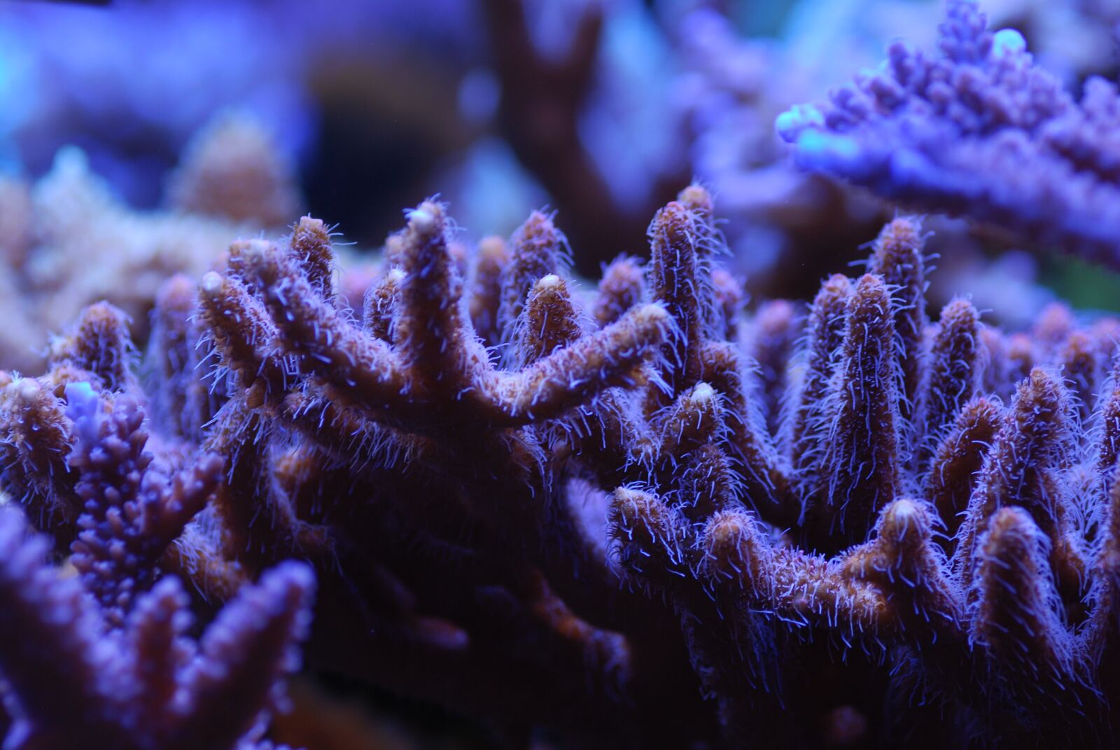 Nikon D60 sample photo. Reef tank, sps, corals photography